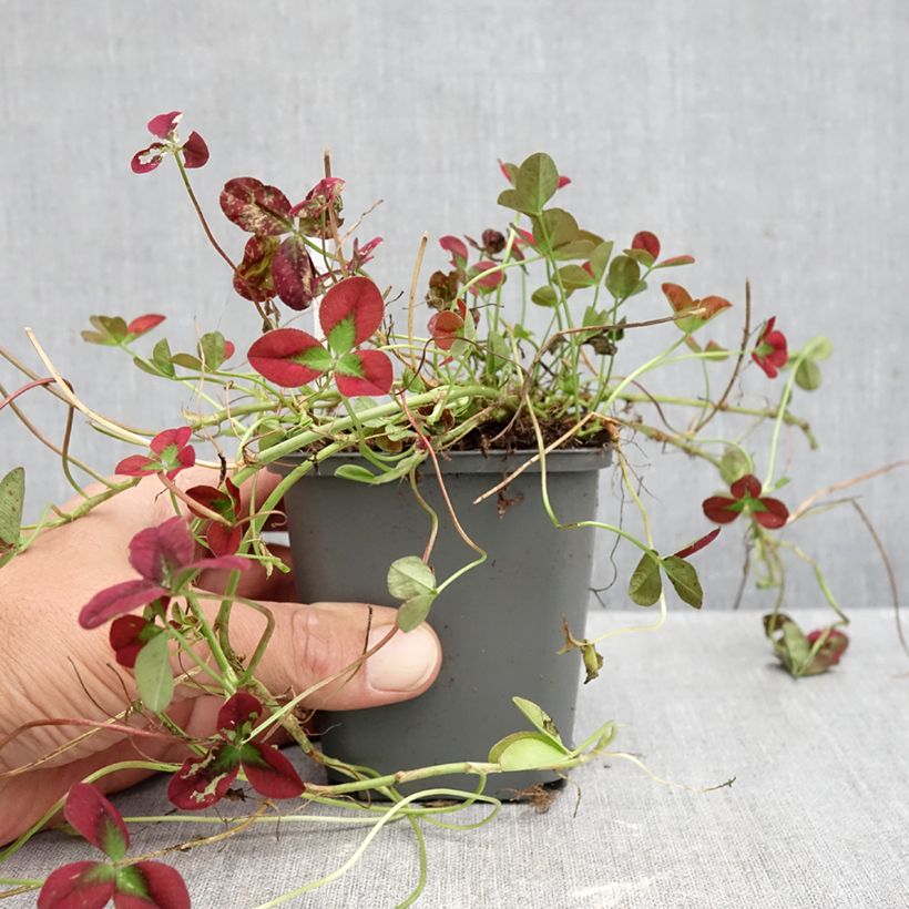 Ejemplar de Trifolium repens Isabella - Trébol blanco Maceta de 8/9 cm entregado en otoño