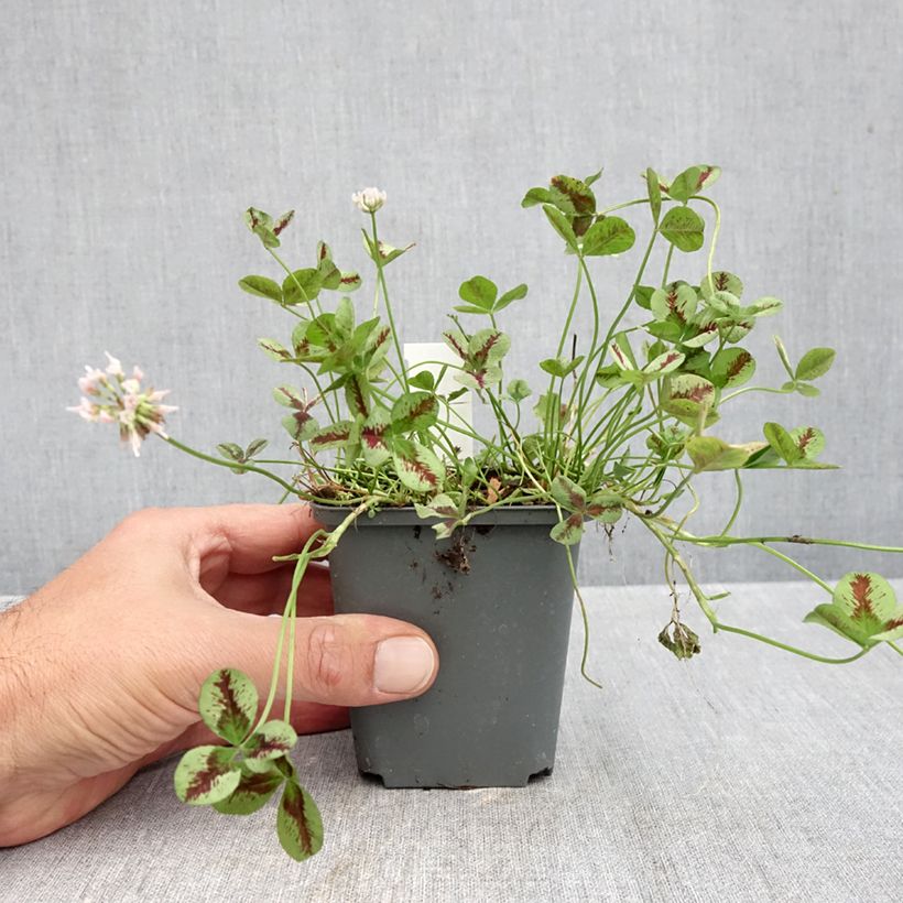 Ejemplar de Trifolium repens Sweet Mike - Trébol blanco Maceta de 8/9 cm entregado en otoño