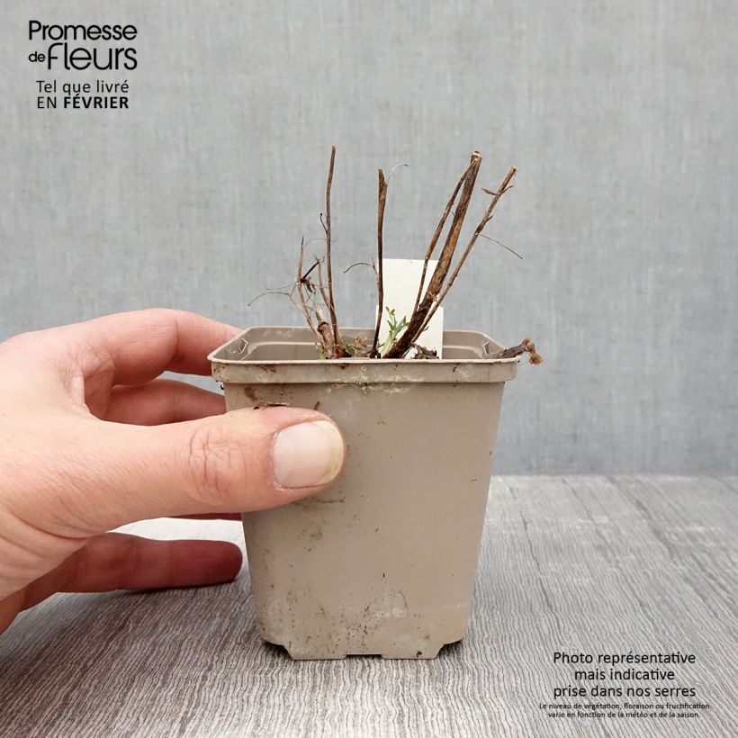 Trifolium rubens Peachy Pink - Alfalfa roja Maceta de 8/9 cm Ejemplar entregado en invierno