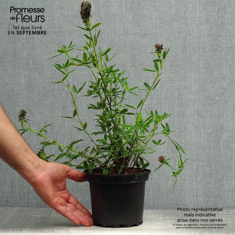 Ejemplar de Trifolium rubens - Alfalfa roja Maceta 2L/3L entregado en otoño