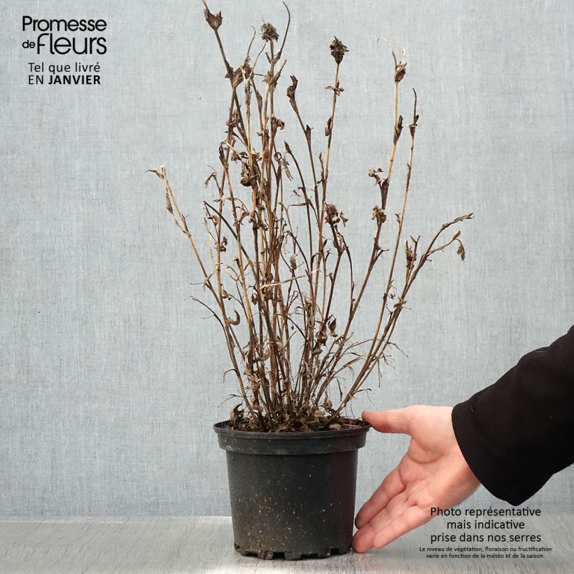 Trifolium rubens - Alfalfa roja Maceta 2L/3L Ejemplar entregado en invierno