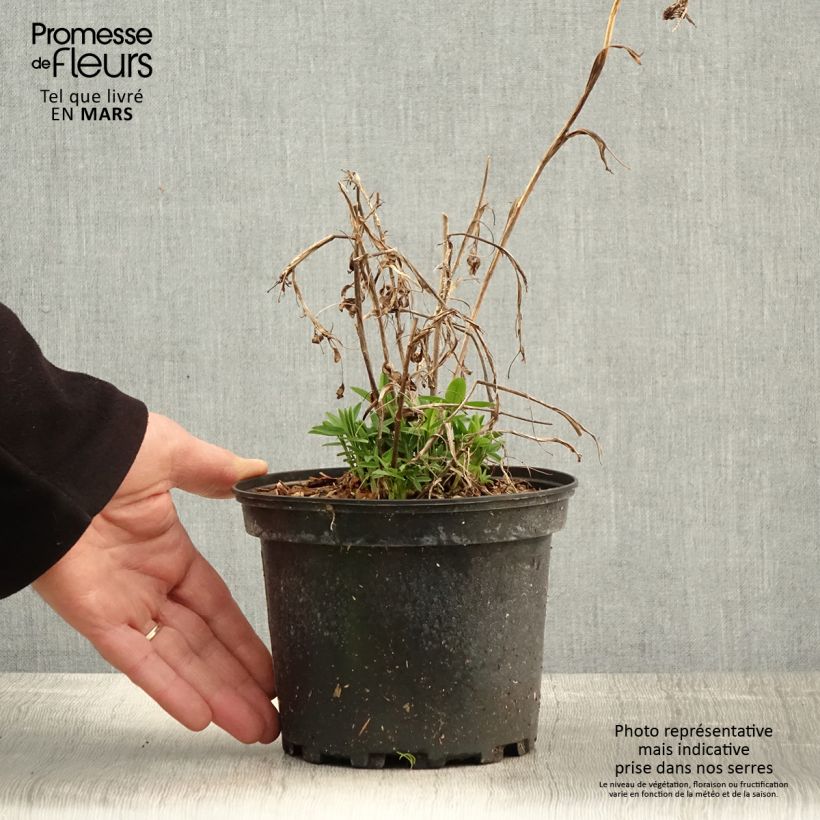 Trifolium rubens - Alfalfa roja Maceta 2L/3L Ejemplar entregado en la primavera