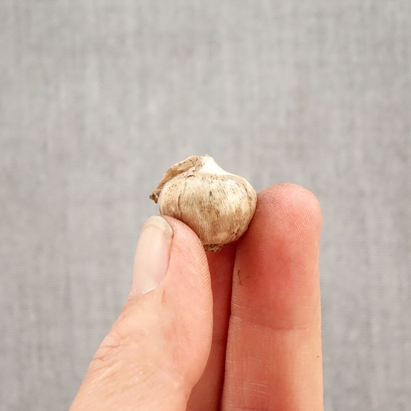 Triteleia Aquarius Bulbo calibre 5+ Ejemplar entregado en la primavera