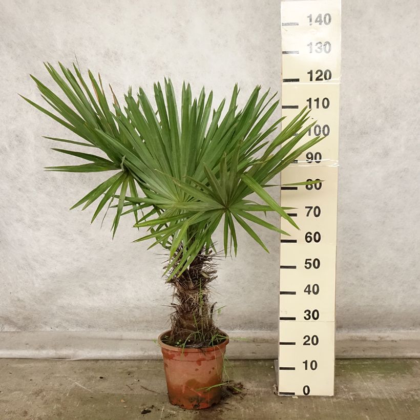 Ejemplar de Trithrinax campestris - Caranday Maceta 7,5L/10L entregado en otoño