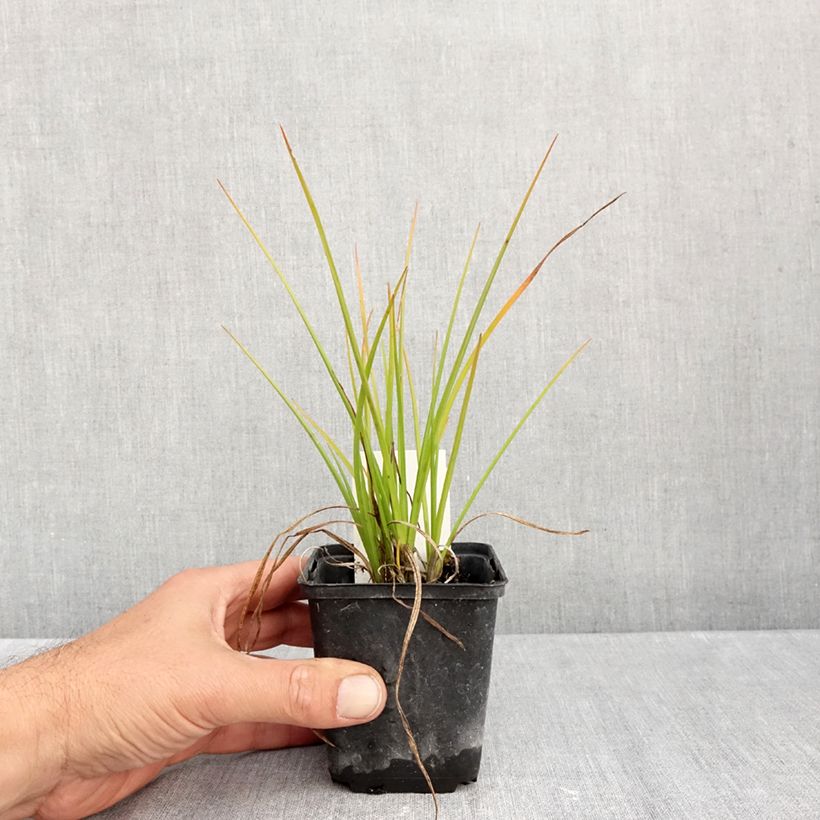 Ejemplar de Kniphofia Banana Popsicle Maceta de 8/9 cm entregado en otoño