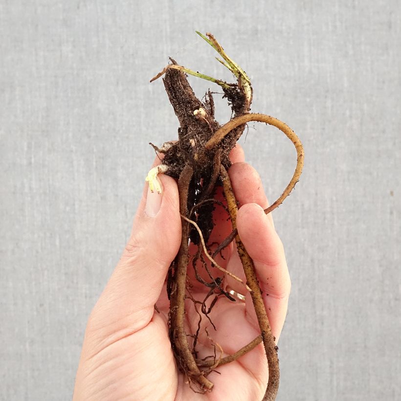 Kniphofia Mango Popsicle Raíces desnudas Ejemplar entregado en invierno