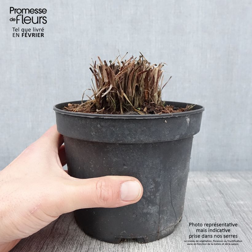 Kniphofia uvaria Nancy's Red Maceta 2L/3L Ejemplar entregado en invierno