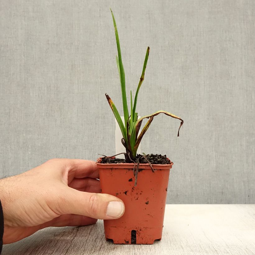 Ejemplar de Kniphofia uvaria Orange Vanilla Popsicle Maceta de 8/9 cm entregado en otoño