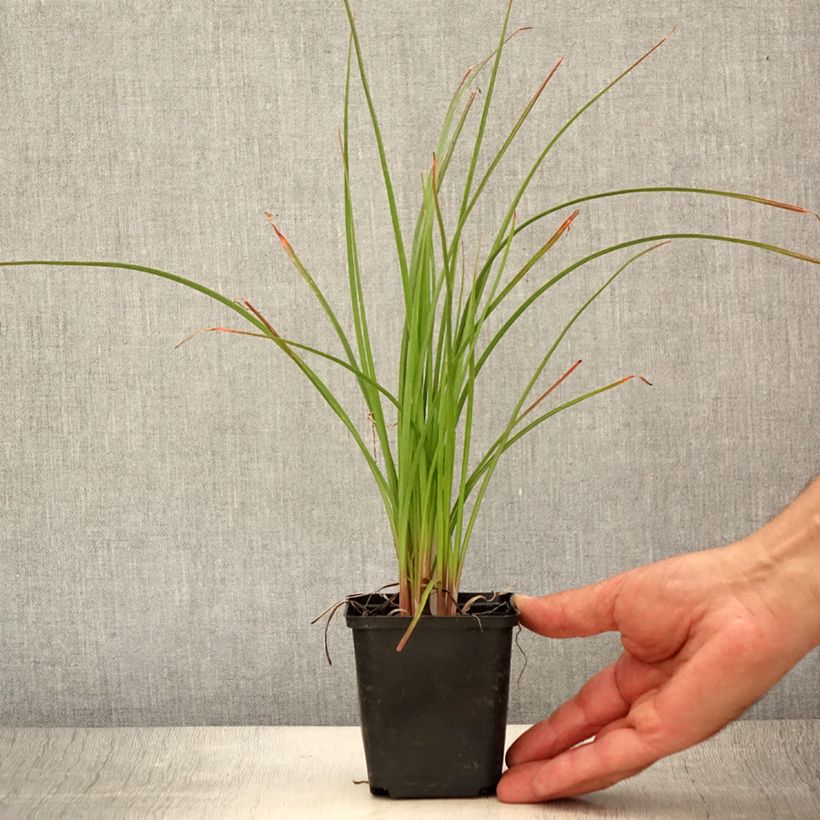 Ejemplar de Kniphofia Pineapple Popsicle Maceta de 8/9 cm entregado en verano