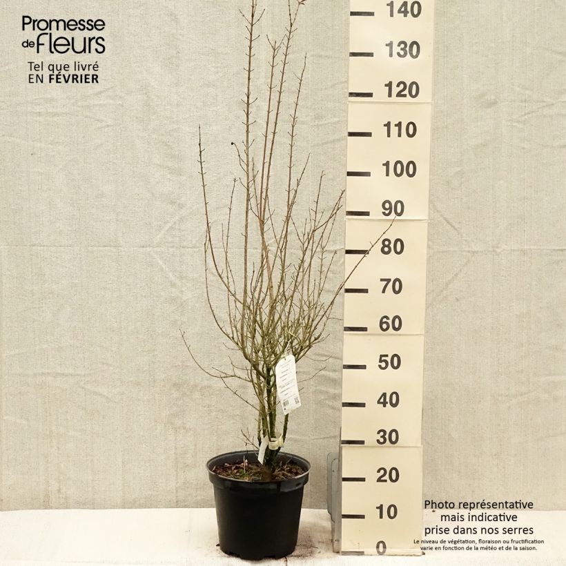Ligustrum vulgare Atrovirens - Aligustre común Maceta 7,5L/10L Ejemplar entregado en invierno