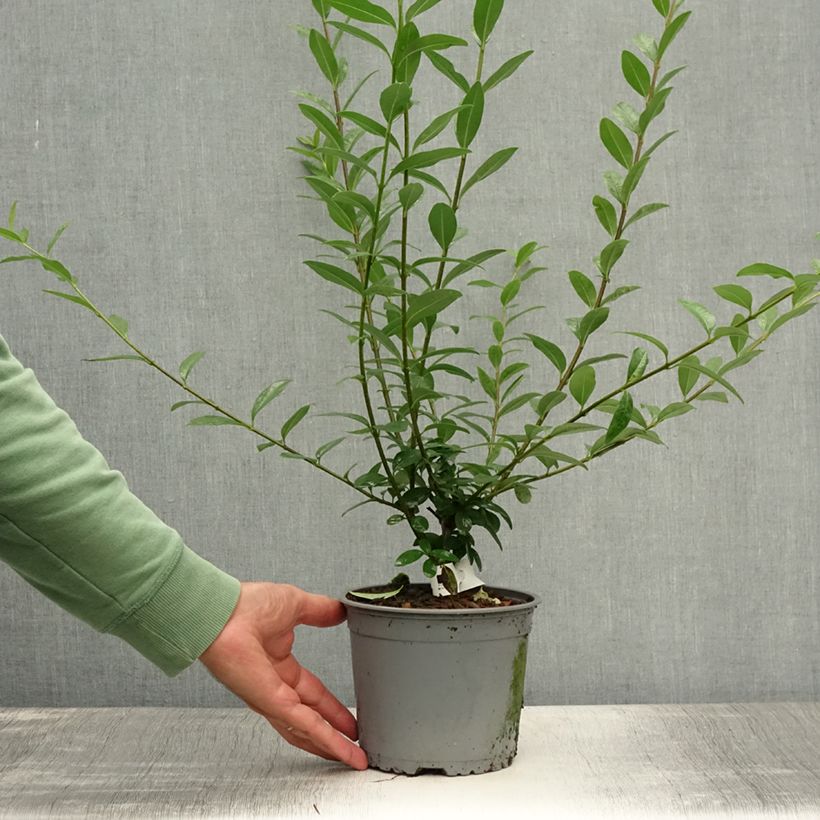 Ejemplar de Ligustrum vulgare Atrovirens - Aligustre común Raíces desnudas entregado en verano