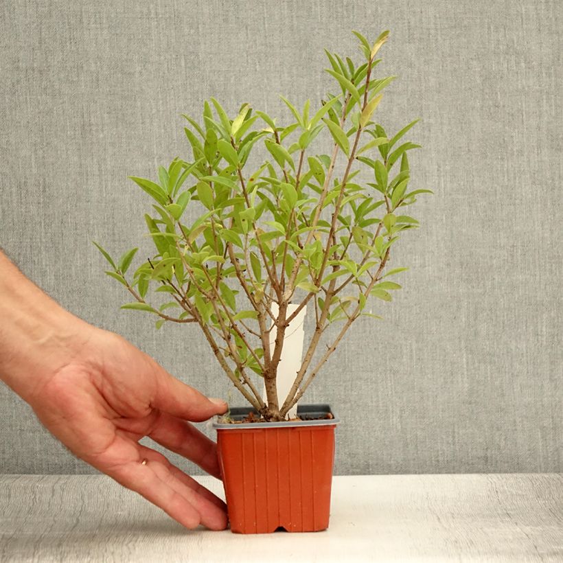 Ejemplar de Ligustrum vulgare Atrovirens - Aligustre común Maceta de 8/9 cm entregado en verano