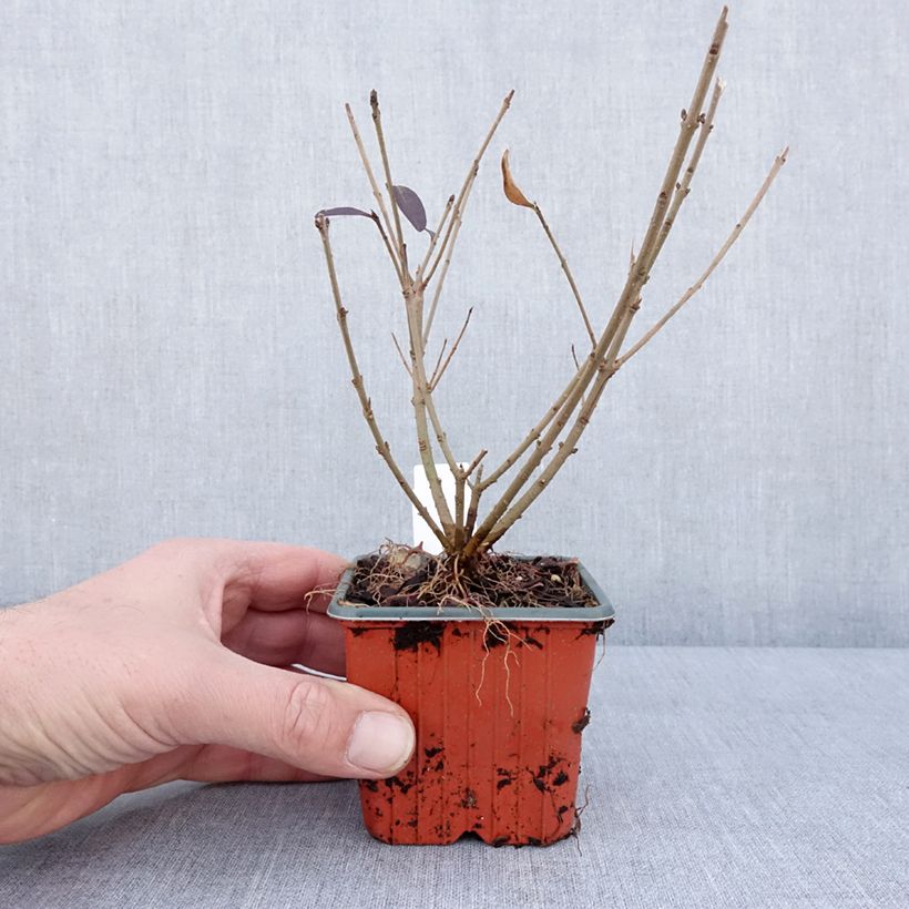 Ligustrum vulgare Atrovirens - Aligustre común Maceta de 8/9 cm Ejemplar entregado en invierno