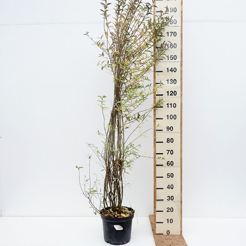 Ejemplar de Ligustrum vulgare Atrovirens - Aligustre común Maceta 12L/15L entregado en otoño
