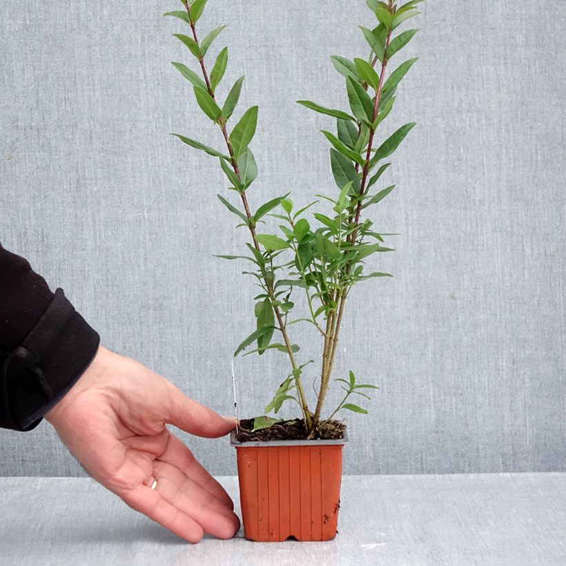 Ejemplar de Ligustrum vulgare Lodense - Aligustre común Maceta de 8/9 cm entregado en otoño