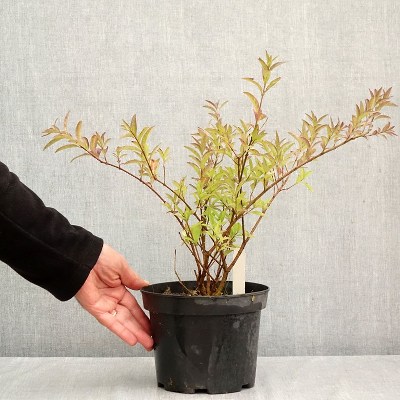 Ejemplar de Ligustrum vulgare Lodense - Aligustre común Maceta 3L/4L entregado en otoño