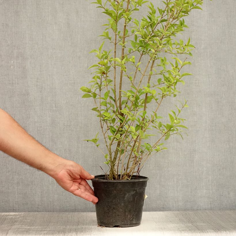 Ejemplar de Ligustrum ovalifolium Lemon and Lime - Aligustre de California Maceta 2L/3L entregado en verano