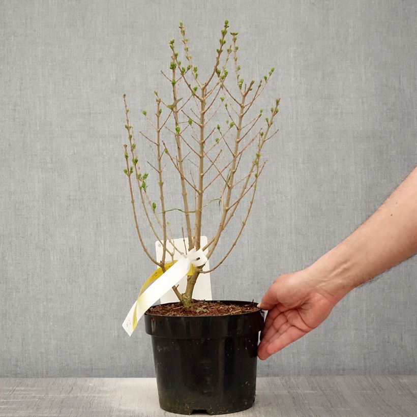 Ligustrum ovalifolium Green Diamond - Aligustre de California Maceta 2L/3L Ejemplar entregado en la primavera