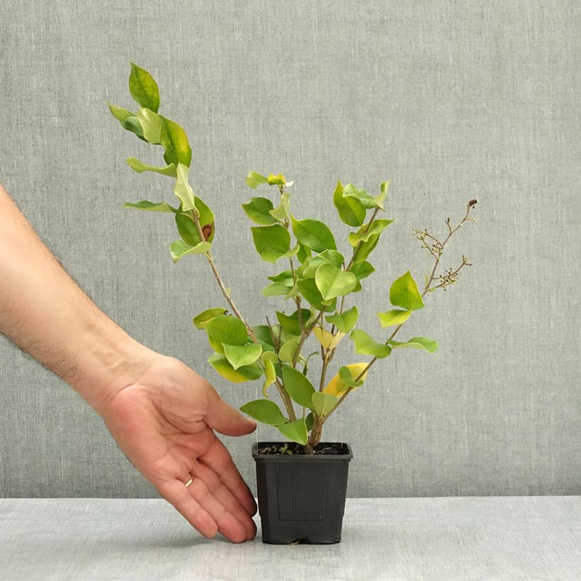 Ejemplar de Ligustrum lucidum - Aligustre de China Maceta de 8/9 cm entregado en verano