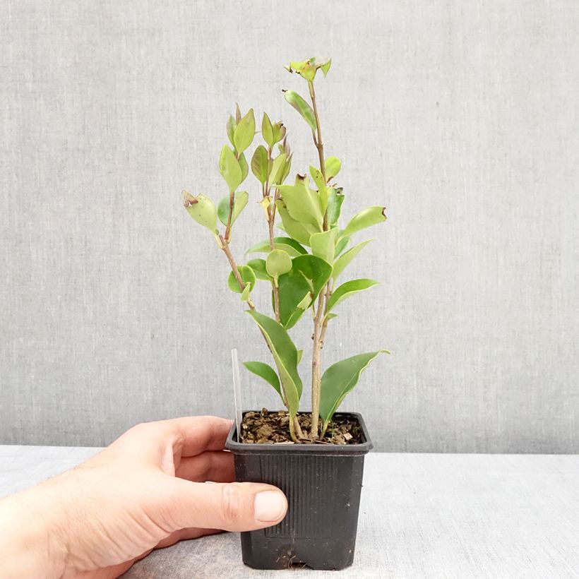 Ligustrum lucidum - Aligustre de China Maceta de 8/9 cm Ejemplar entregado en la primavera