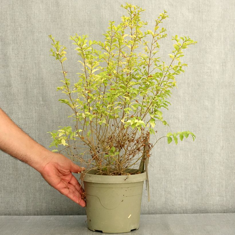 Ejemplar de Aligustre Sunshine - Ligustrum sinense Maceta 2L/3L entregado en verano