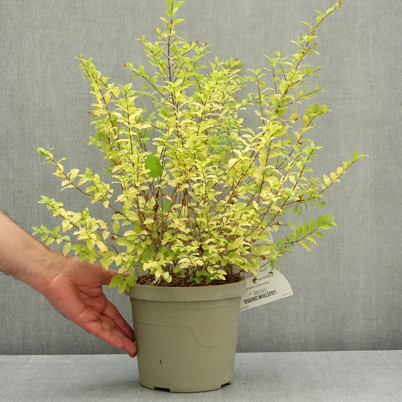 Aligustre Sunshine - Ligustrum sinense Maceta 2L/3L Ejemplar entregado en la primavera