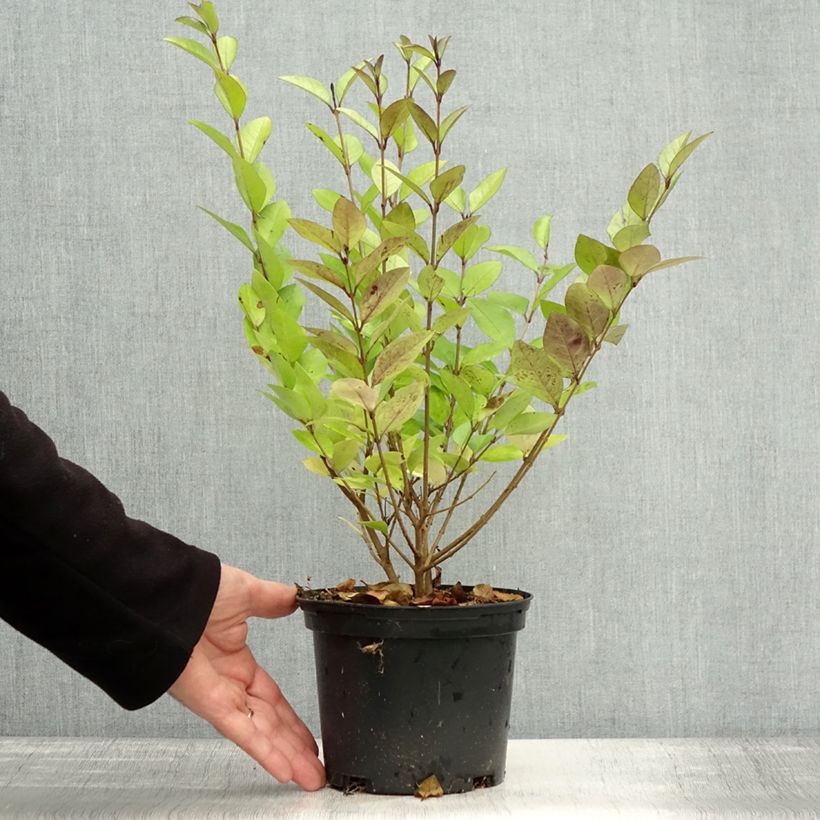 Ejemplar de Ligustrum vicaryi - Aligustre Maceta 2L/3L entregado en otoño