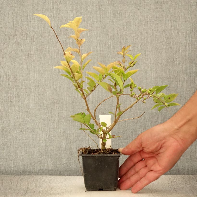 Ejemplar de Ligustrum vicaryi - Aligustre Maceta de 8/9 cm entregado en verano