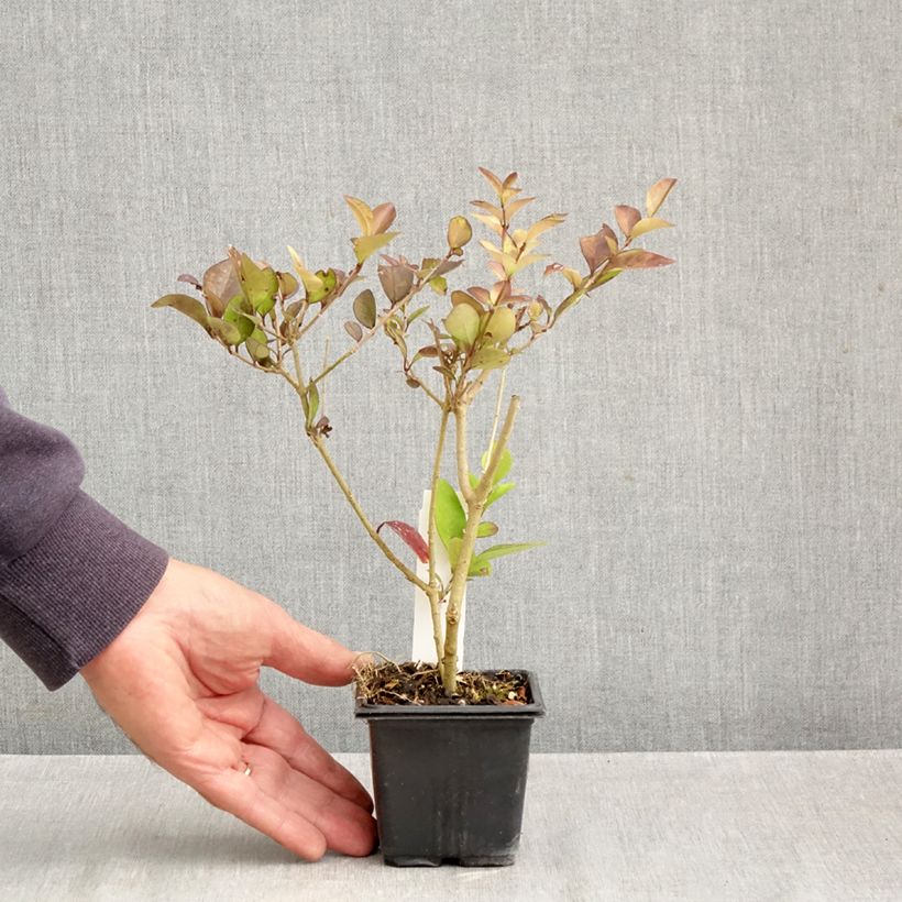 Ejemplar de Ligustrum vicaryi - Aligustre Maceta de 8/9 cm entregado en otoño