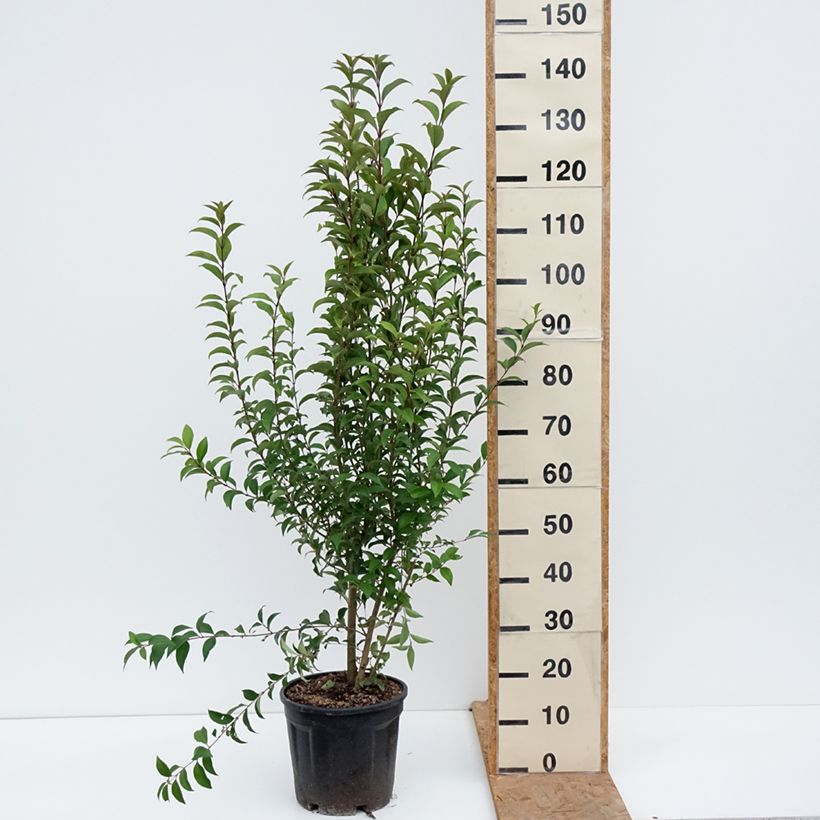 Ejemplar de Aligustre del Japon - Ligustrum japonicum Maceta 7,5L/10L entregado en otoño