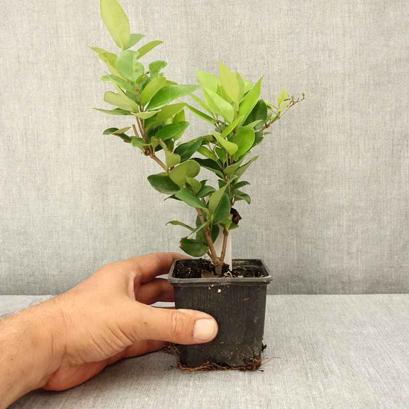 Ejemplar de Aligustre del Japón Texanum - Ligustrum japonicum Maceta de 8/9 cm entregado en verano