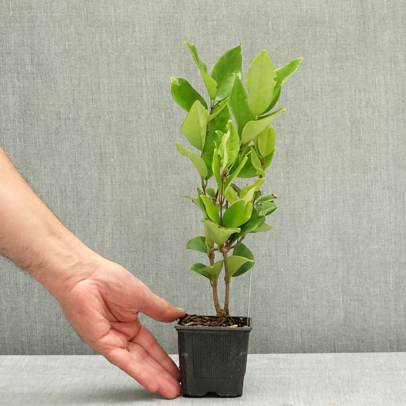 Aligustre del Japón Texanum - Ligustrum japonicum Maceta de 8/9 cm Ejemplar entregado en la primavera
