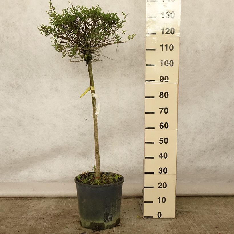 Ejemplar de Ligustrum delavayanum - Aligustre jonandro Maceta 12L/15L, 1/4 tallo entregado en verano