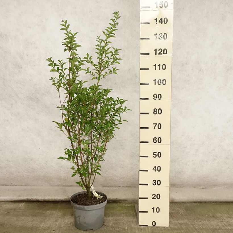 Ejemplar de Ligustrum ovalifolium - Aligustre de California Maceta 7,5L/10L entregado en verano