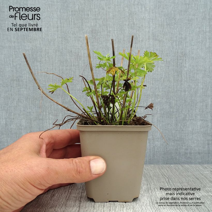 Ejemplar de Trollius pumilus Maceta de 8/9 cm entregado en verano
