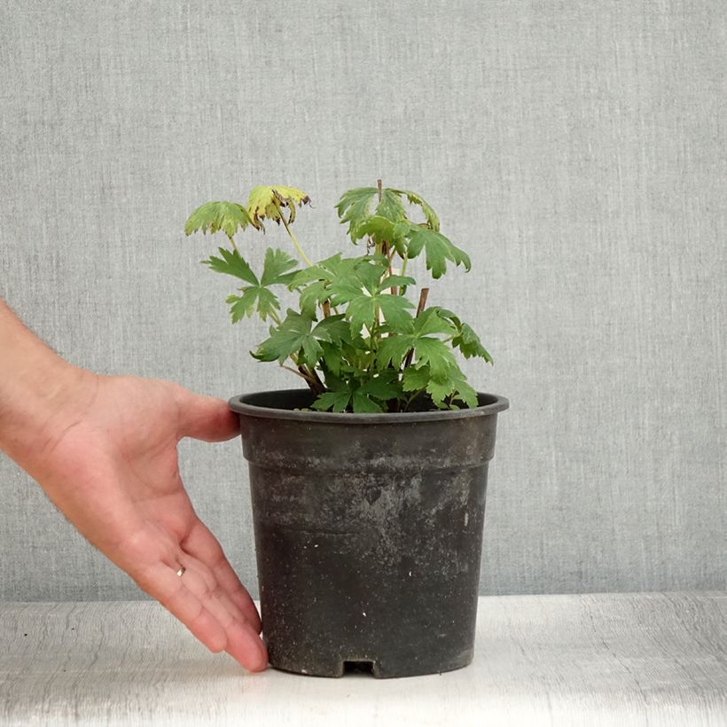 Ejemplar de Trollius chinensis Golden Queen - Calderones Maceta 2L/3L entregado en verano