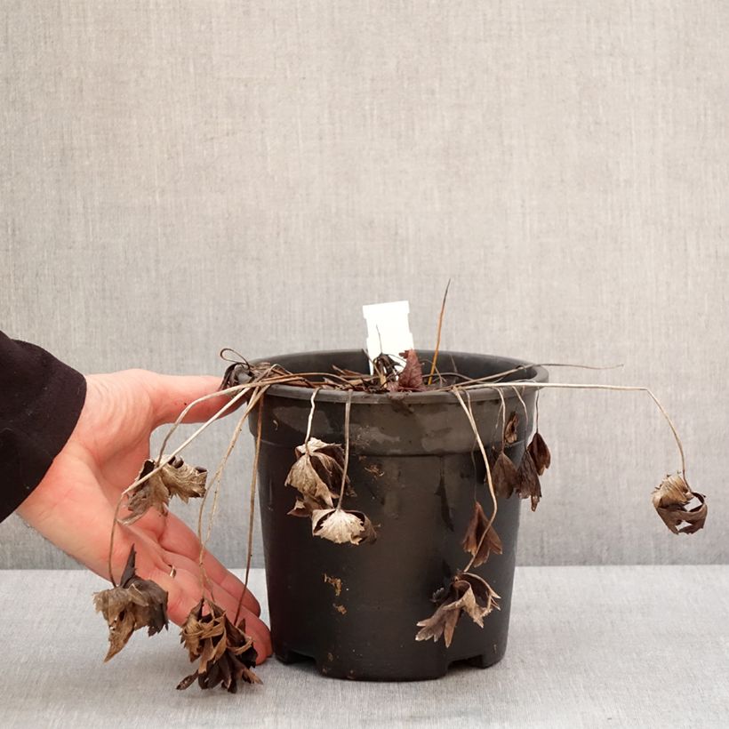 Trollius chinensis Golden Queen - Calderones Maceta 2L/3L Ejemplar entregado en invierno