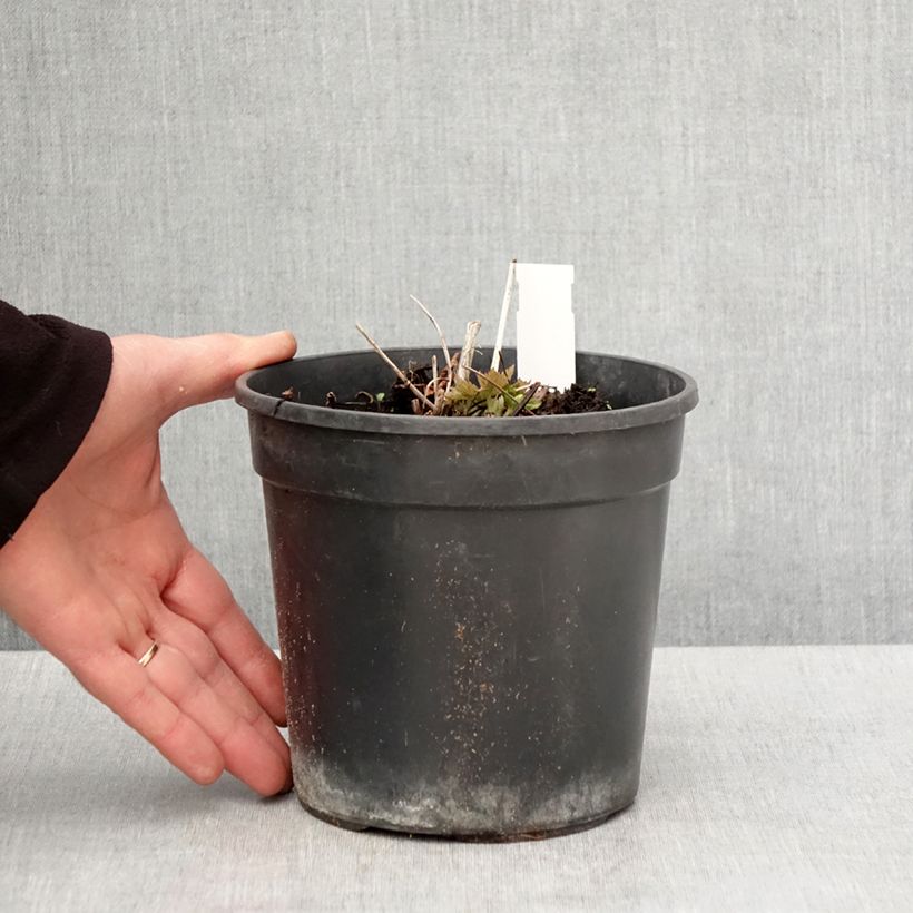 Trollius chinensis Golden Queen - Calderones Maceta 2L/3L Ejemplar entregado en la primavera