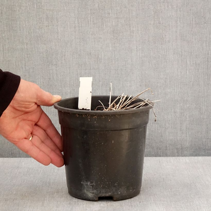 Trollius Cheddar - Calderones Maceta 2L/3L Ejemplar entregado en la primavera