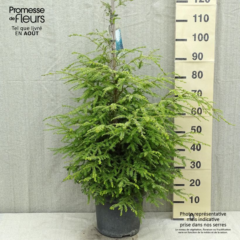 Ejemplar de Tsuga canadensis - Falso abeto del Canadá Maceta 3L/4L entregado en verano