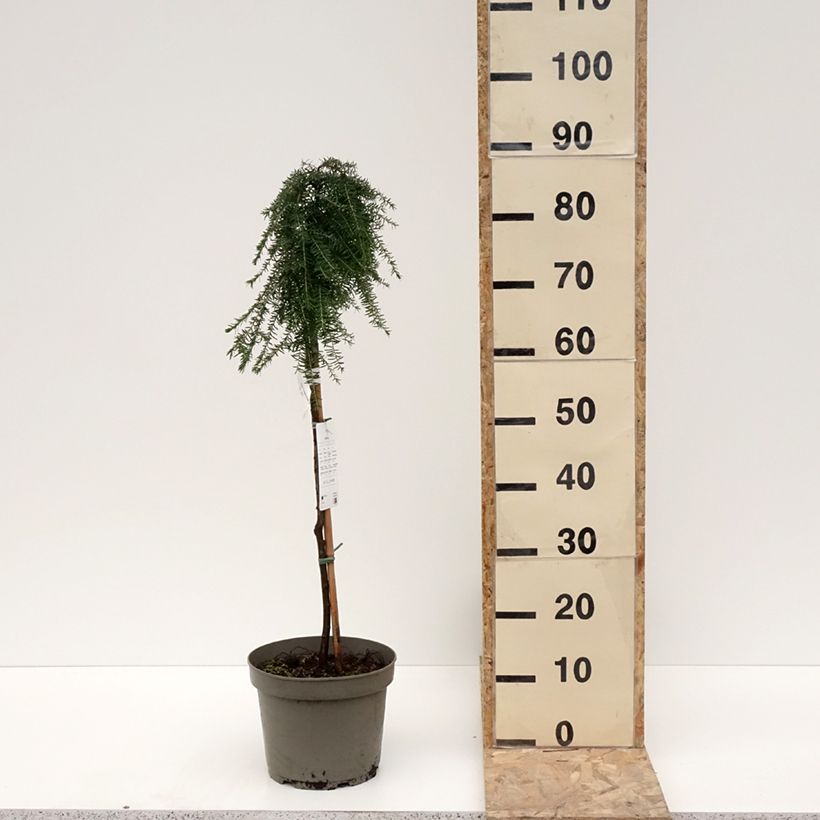 Tsuga heterophylla Thorssen's Weeper - Tsuga de Canadá Maceta 4L/5L Ejemplar entregado en invierno