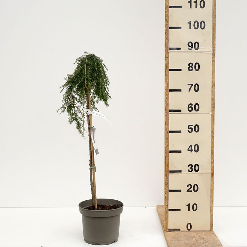 Tsuga heterophylla Thorssen's Weeper - Tsuga de Canadá Maceta 4L/5L, Tallo Ejemplar entregado en la primavera