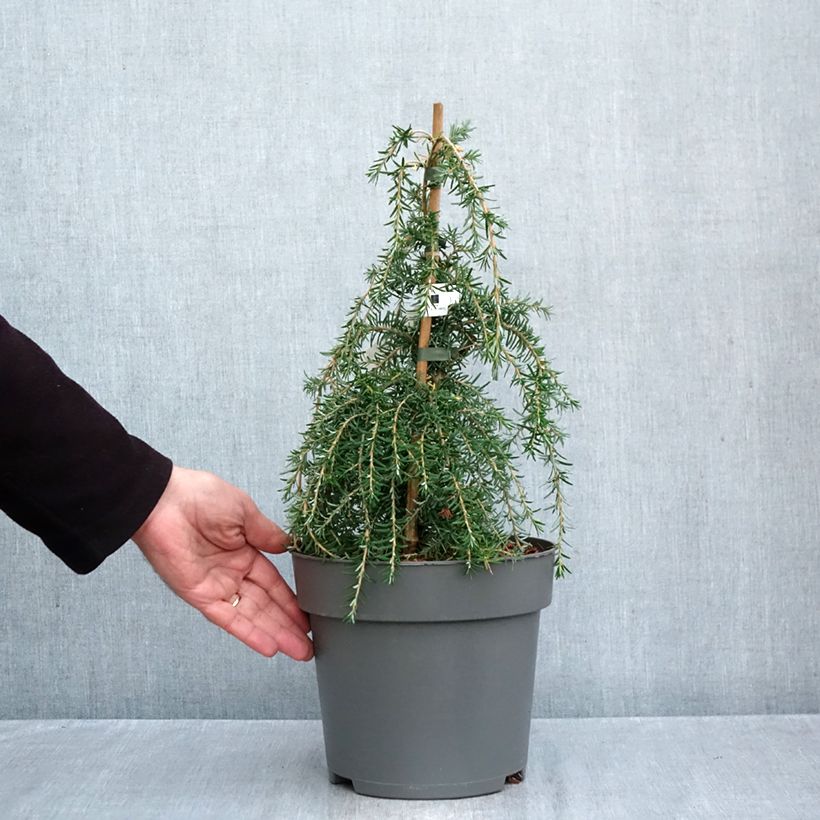 Ejemplar de Tsuga heterophylla Thorssen's Weeper - Tsuga de Canadá Maceta 4L/5L entregado en otoño