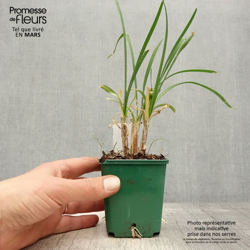 Tulbaghia cominsii Violacea - Ajo social Maceta de 8/9 cm Ejemplar entregado en la primavera