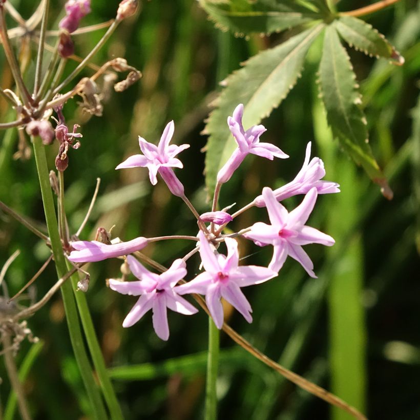Tulbaghia Dark Star - Ajo social (Floración)