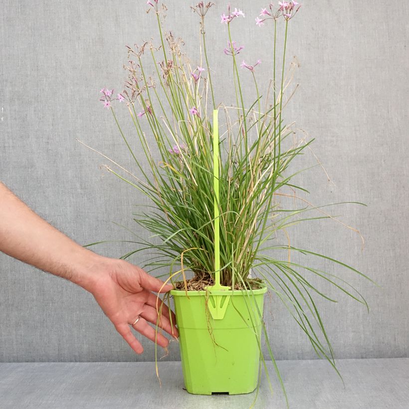 Ejemplar de Tulbaghia Dark Star - Ajo social Maceta 3L/4L entregado en verano