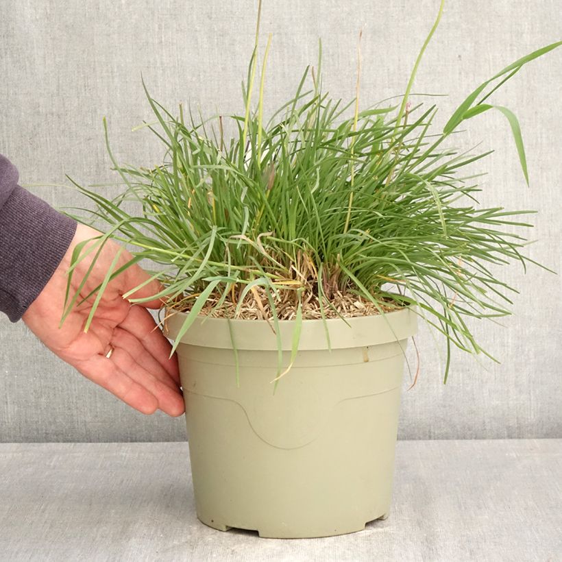 Tulbaghia Dark Star - Ajo social Maceta 3L/4L Ejemplar entregado en la primavera