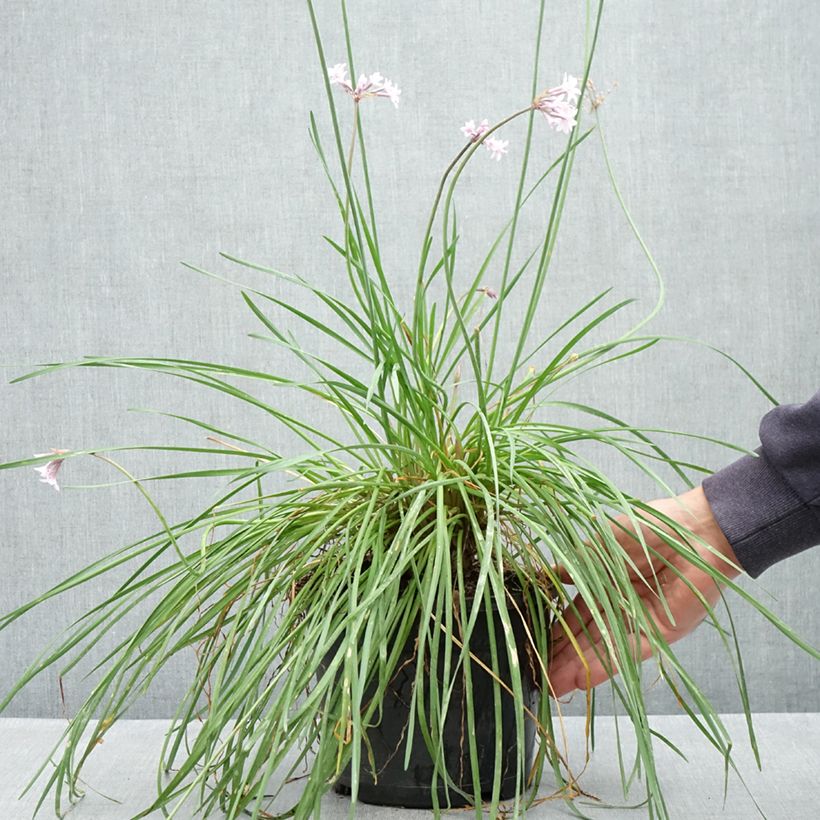Tulbaghia Fairy Star - Ajo social Maceta 3L/4L Ejemplar entregado en la primavera