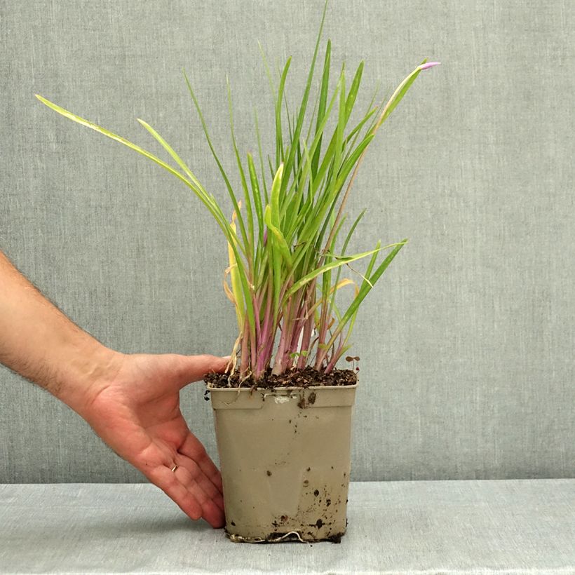 Ejemplar de Tulbaghia violacea Flamingo - Ajo social Maceta 2L/3L entregado en verano