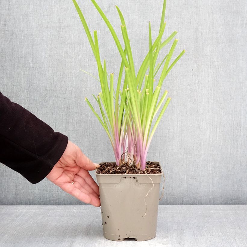 Tulbaghia violacea Flamingo - Ajo social Maceta 2L/3L Ejemplar entregado en la primavera